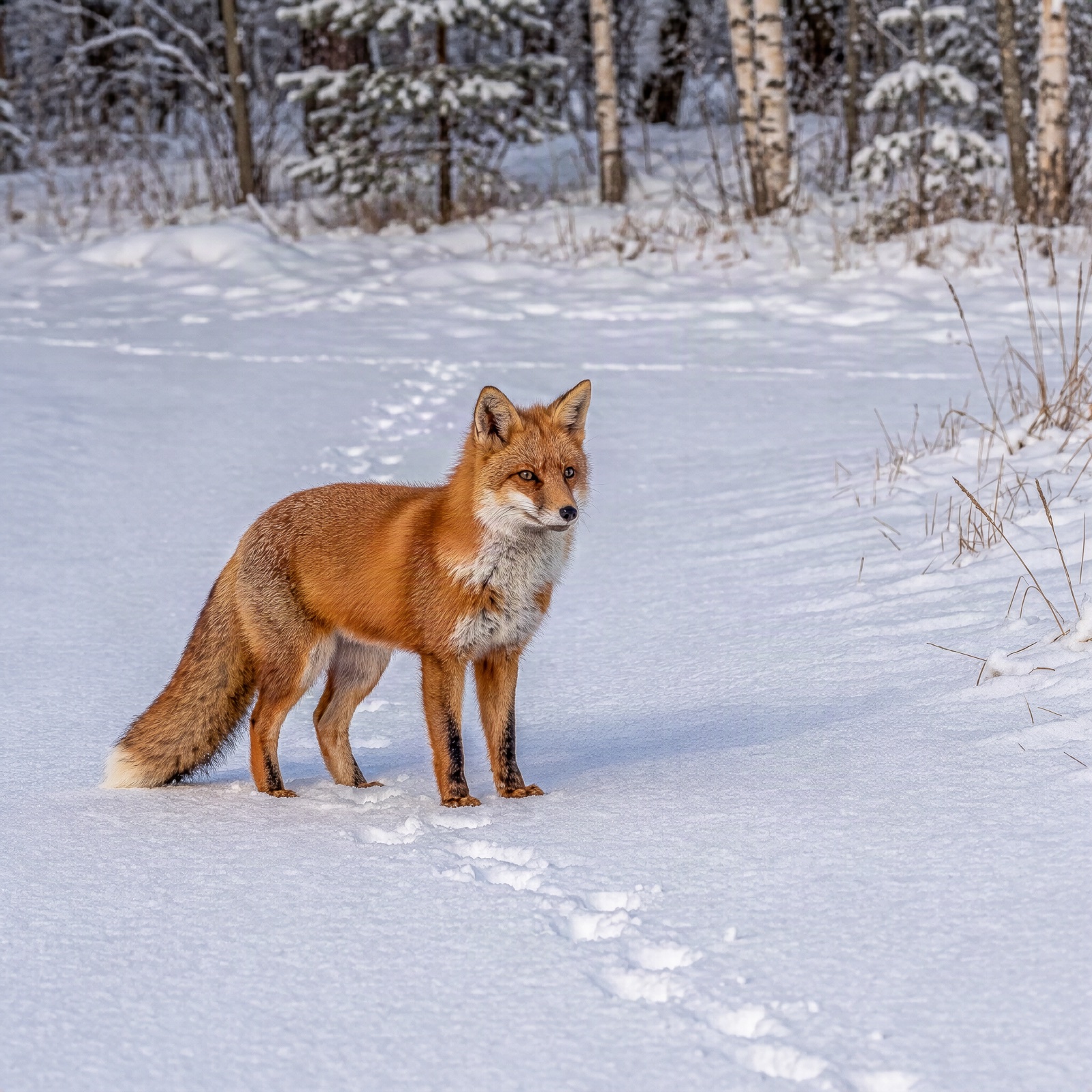 Red fox standing in fresh snow at the edge of a birch forest, Krea 3