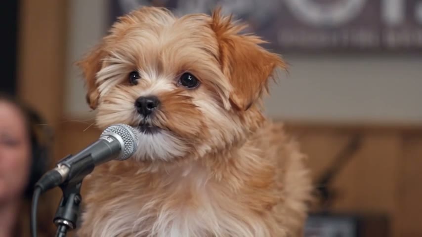 Singing Pet AI photo example 2 created with imageat